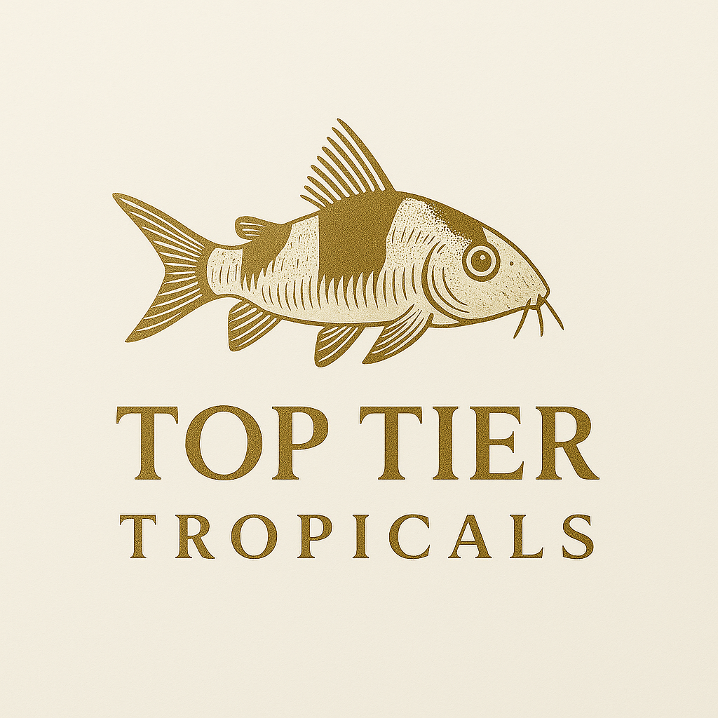 Top Tier Tropicals